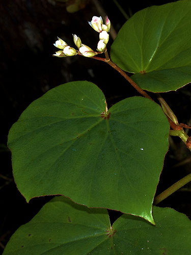 B. sartorii